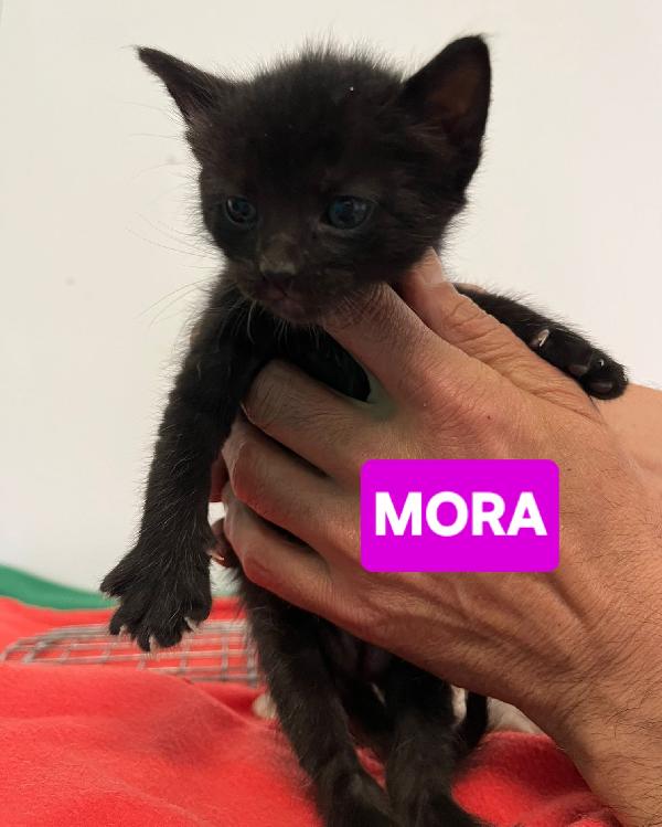 Angioletti in adozione Foto 7